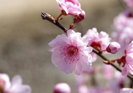 梅花的特点和精神 梅花的特点和精神品质写一段话