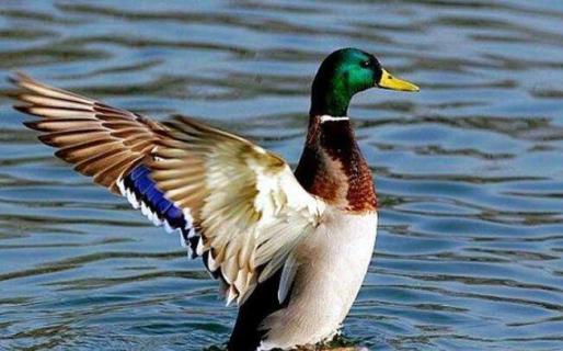 鸭子是两栖动物吗（鸭子是两栖动物吗视频）