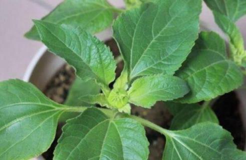 植物叶子发黄干枯是怎么回事 植物叶子发黄干枯是怎么回事儿