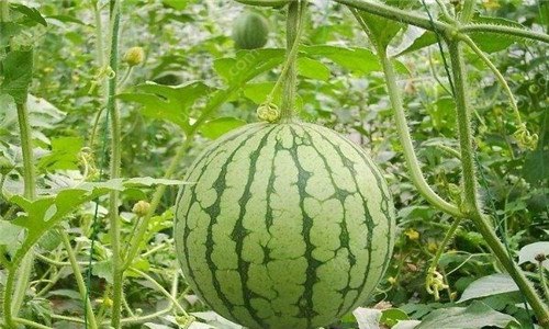 西瓜藤枯萎了怎么办 西瓜藤枯萎什么原因