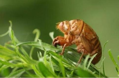 金蝉什么时候出土（金蝉什么时候出土?）