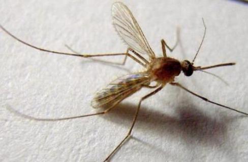 蚊子怕不怕酒精 蚊子怕不怕酒精中毒