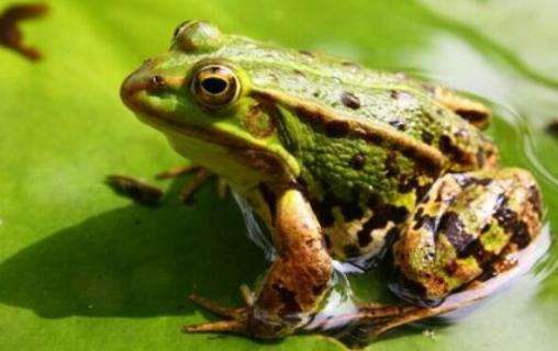 蛤蟆和青蛙的区别 蛤蟆和青蛙的区别在哪里