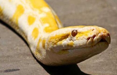 黄金蟒是几级保护动物 黄金蟒是几级保护动物吗