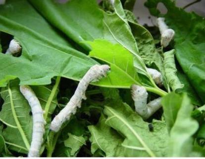 蝉与蚕的区别(蝉与蚕有什么区别)