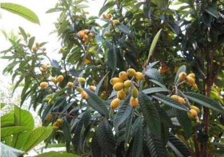 枇杷树能种在院子里吗（院里可以种枇杷树吗）