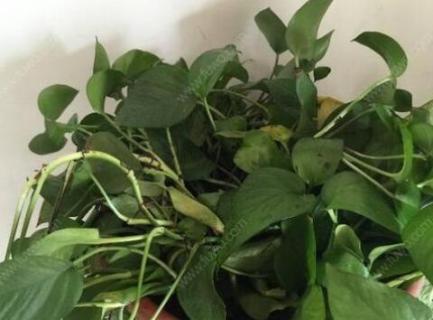 移栽后叶子蔫了怎么办（移栽后叶子蔫了怎么办视频）