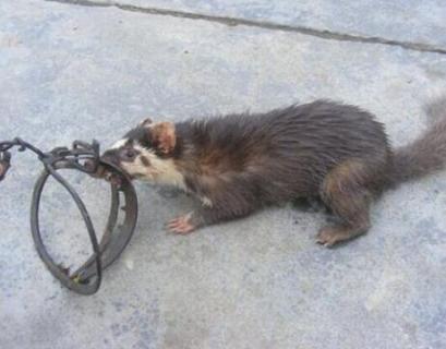 白面狸是几级保护动物（白面狸是几级保护动物能治什么药）