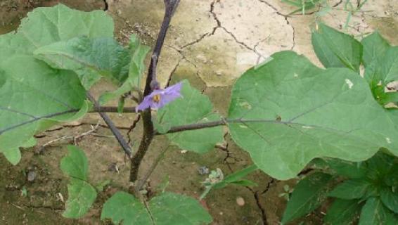 茄子叶子上有黄点是什么原因（茄子叶子黄了是什么原因）