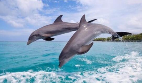 海豚睡觉的时候是什么样子（海豚睡觉的时候是什么样子的）