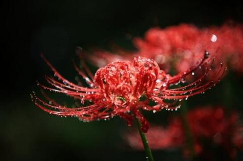 石蒜和彼岸花的区别 中国石蒜和彼岸花的区别