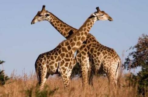 长颈鹿生活在草原还是森林 长颈鹿在平原还是森林