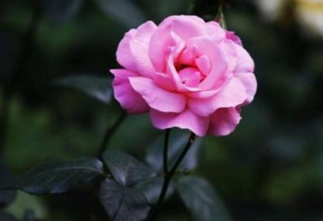 北方月季移栽最佳时间 北方月季移栽最佳时间需要注意什么