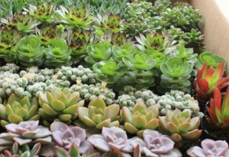 多肉叶片发芽后怎么埋 多肉叶片发芽后怎么埋土