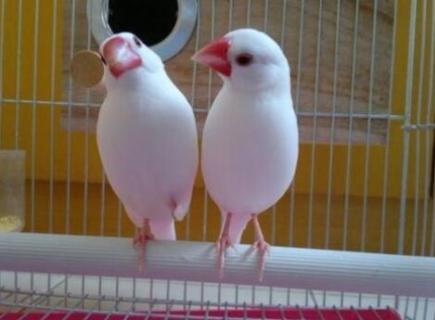 文鸟和珍珠鸟区别 文鸟和珍珠鸟区别哪个爱叫