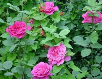 月季花叶子发黄枯萎是怎么回事(月季花叶子发黄有黑斑是怎么回事)