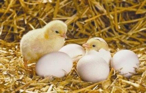 鸡出壳第一天怎么办（鸡出壳第一天怎么办喂食）