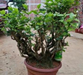 干枯的茉莉老桩能活吗(干枯的茉莉老桩能活吗多久)