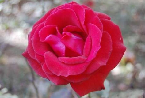 月季僵苗后该怎么处理（月季僵苗如何处理）