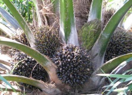 世界油王是什么植物 世界油王是哪种植物