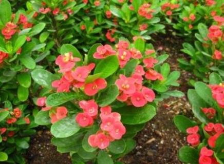 虎刺梅太高了怎么办（虎刺梅太高怎么修剪）