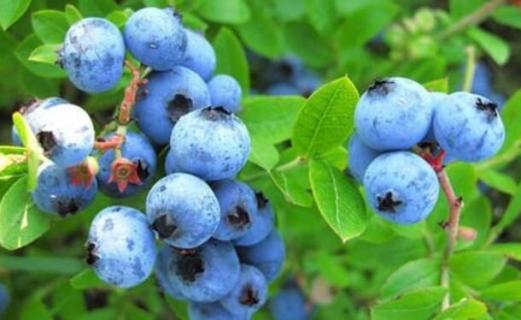 蓝莓有虫子吗（蓝莓有虫子吗有毒吗）
