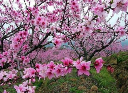 桃花适合在什么地方生长 桃花应该生长什么样