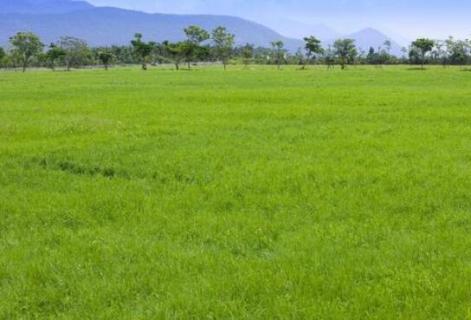 草什么时候停止生长 草什么时候停止生长呀