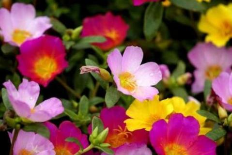 太阳花冻死了明年会活吗 太阳花冻死了明年会活吗太阳花有几种病毒