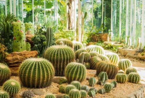 仙人掌长得又细又长怎么办 仙人掌长的又细又长怎么办