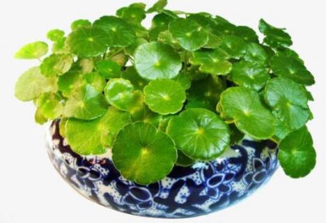 铜钱草干枯了还能活吗(铜钱草完全干枯了还能养活吗)