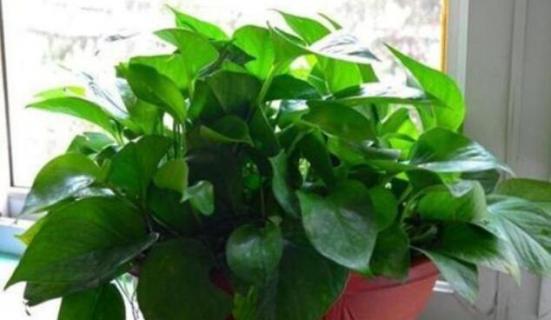 黄金葛和绿萝是一种植物吗（黄金葛跟绿萝是一种植物吗?）