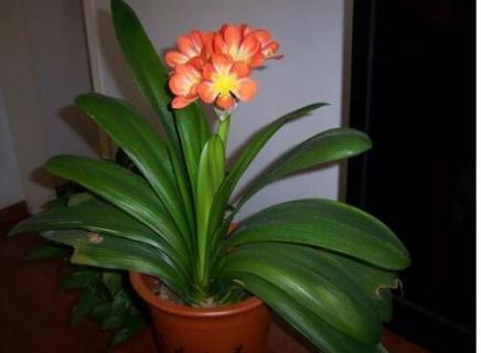 君子兰干叶是怎么回事 君子兰干叶是什么病