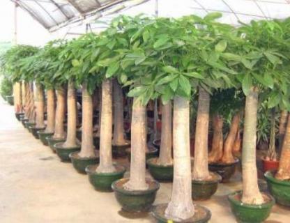 发财树流出粘液没生虫怎么回事（发财树流出粘液没生虫怎么回事儿）