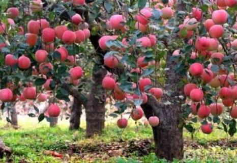 苹果树夏季管理及修剪 苹果树夏季管理及修剪方法