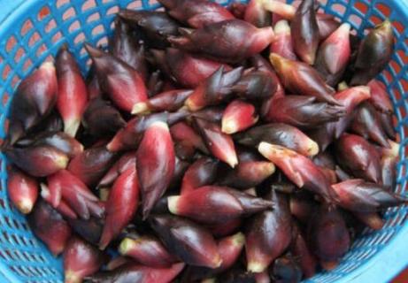 新鲜阳荷怎么长期保存（阳荷保鲜方法）