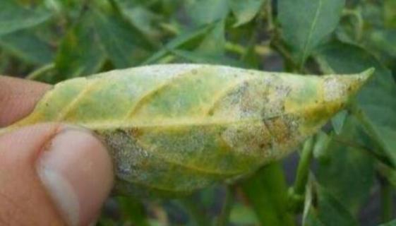 辣椒枯萎病怎么防治（辣椒枯萎病怎么防治好）