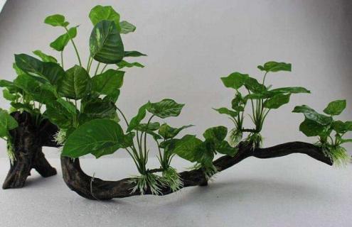 鱼缸为什么不能养水榕（鱼缸里养水榕好吗）