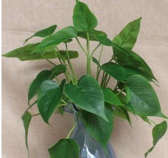 玉萝植物怎样养（玉萝植物怎样养好）