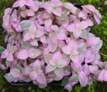 胭脂云太长了怎么打理（胭脂云可以长多长）