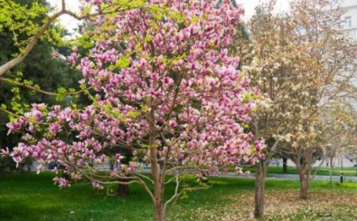 玉兰树上的果实叫什么(白玉兰树上的果实叫什么)