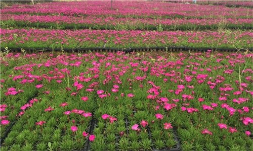 欧石竹耐寒吗(欧石竹耐寒吗多少度)