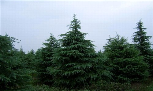 雪松叶是什么形状的（雪松的叶子长什么样）