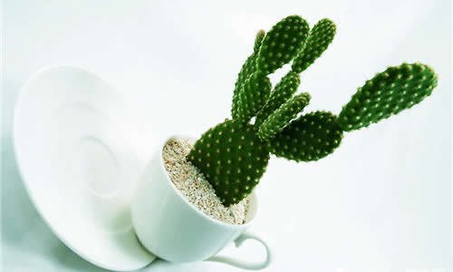 沙培植物有哪些 沙培的植物