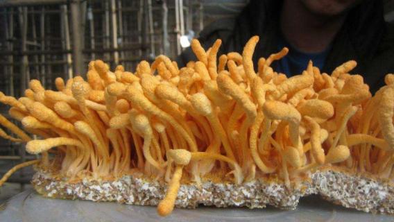 虫草花是什么植物的花（虫草花是什么植物的花子）