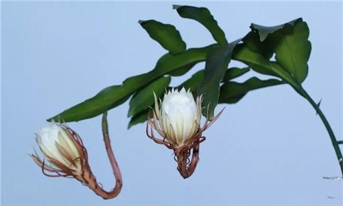 昙花为什么在晚上9点开放（昙花是在晚上几点开放的）