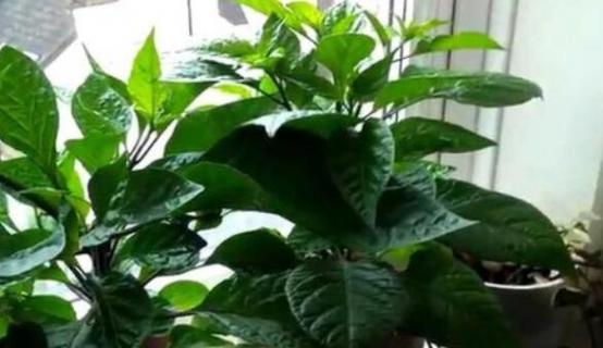 盆栽辣椒可以长几年 辣椒可以生长几年