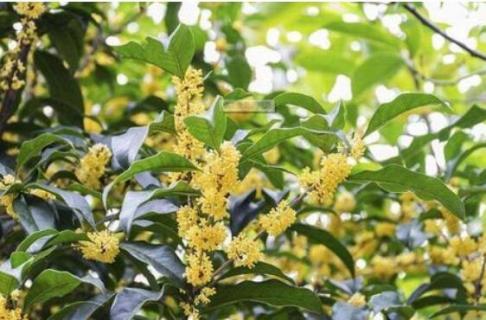 桂花有白色的吗 桂花有白色的吗图片