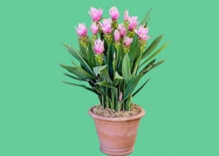 姜荷花冬天会死吗（姜荷花冬天会冻死吗）