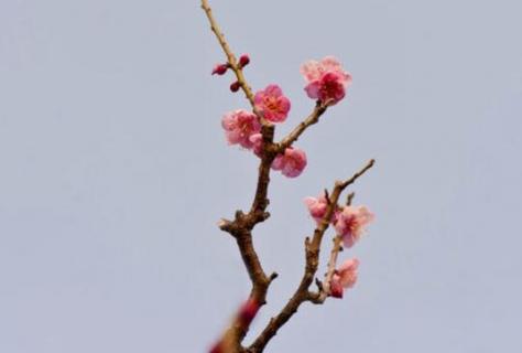 梅花的颜色和形状和特征（梅花的颜色和形状和特征写作文500字）